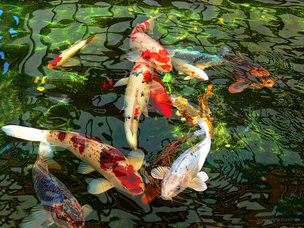 Koi Poster featuring the photograph Japanese Koi Fish Pond by Jennie Marie Schell