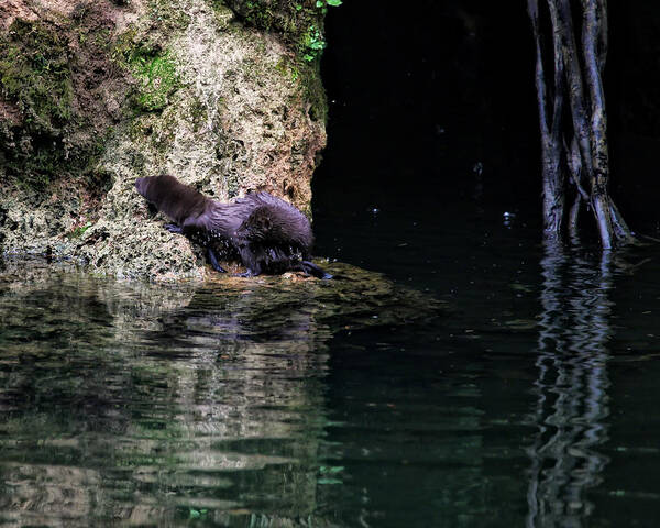 Mink Poster featuring the photograph Juvenile Mink at Cove Creek by Michael Dougherty
