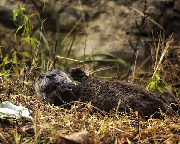 Otter Poster featuring the photograph Kickin' Back by Michael Dougherty