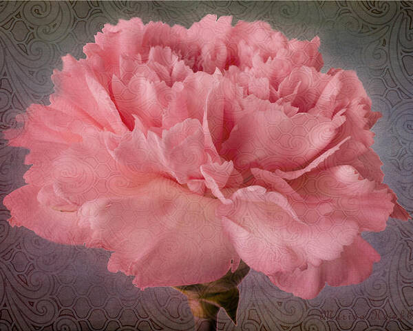 Pink Carnation Bloom Poster featuring the photograph Carnation Fascination by Marina Kojukhova