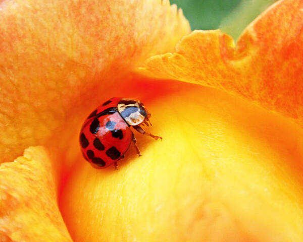Ladybug Poster featuring the photograph Ladybug by Rona Black