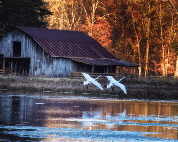 Trumpeter Swans Poster featuring the photograph Landing Trumpeter Swans Boxley Mill Pond by Michael Dougherty