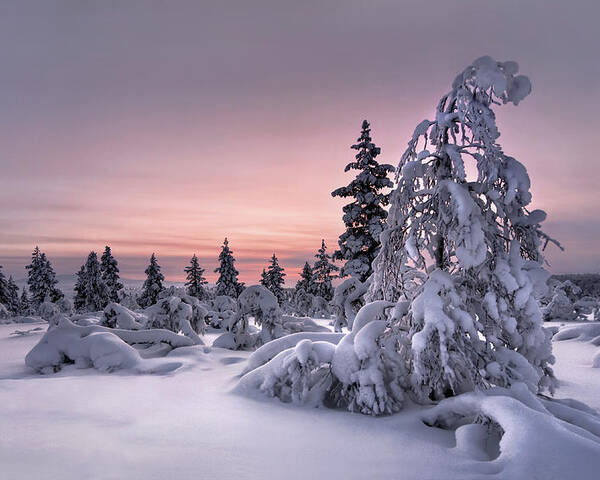 Lappland Poster featuring the photograph Lappland - Winterwonderland by Christian Schweiger