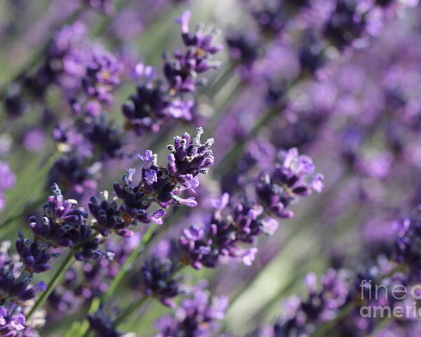 Closeup Poster featuring the photograph Lavender by Amanda Mohler