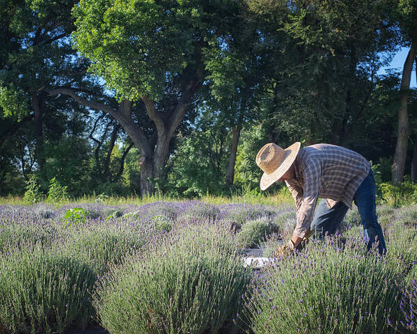 Landscapes Poster featuring the photograph Lavender Harvest by Mary Lee Dereske