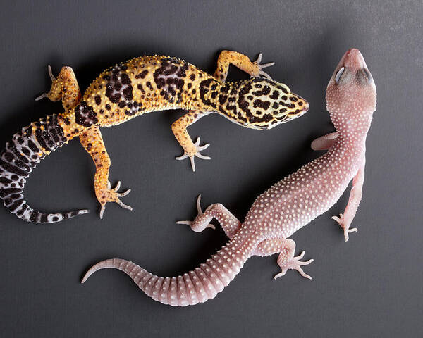 Common Leopard Gecko Poster featuring the photograph Leopard Gecko E. Macularius Collection by David Kenny