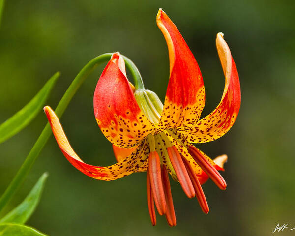 Beauty In Nature Poster featuring the photograph Leopard Lily in Bloom by Jeff Goulden