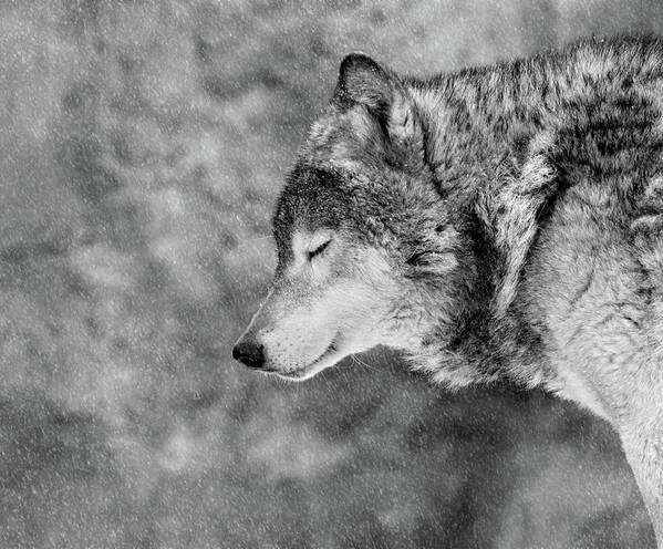 Wolf Poster featuring the photograph Let It Snow by Victoria Ivanova