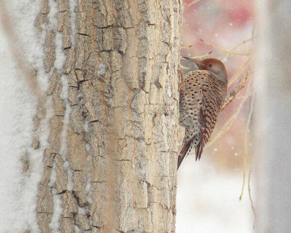 Northern Flicker Poster featuring the photograph Life of a Northern Flicker by Al Swasey
