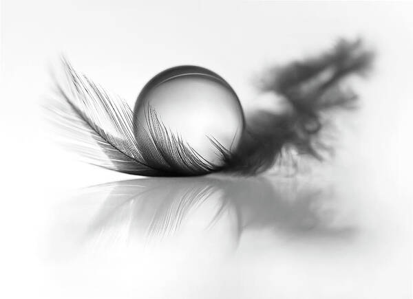 Feather Poster featuring the photograph Lightness by Aida Ianeva