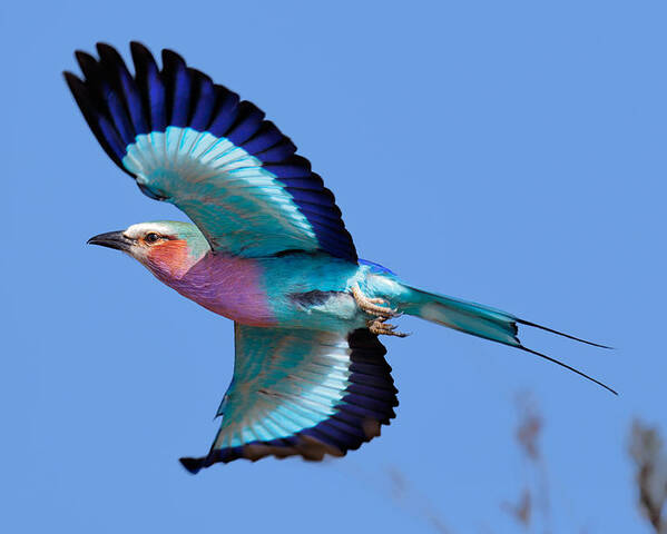 Lilac-breasted Poster featuring the photograph Lilac-breasted Roller in flight by Johan Swanepoel