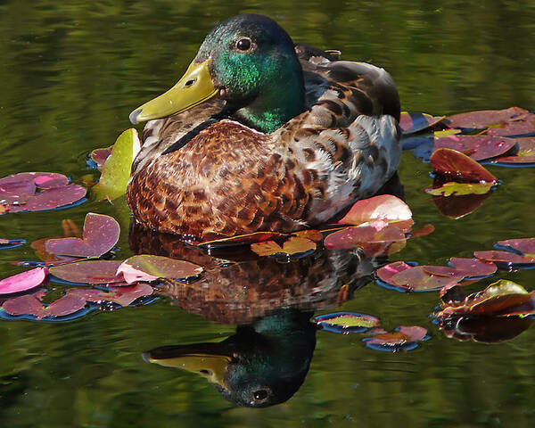 Mallard Poster featuring the photograph Lily Pad Lounger by Leda Robertson