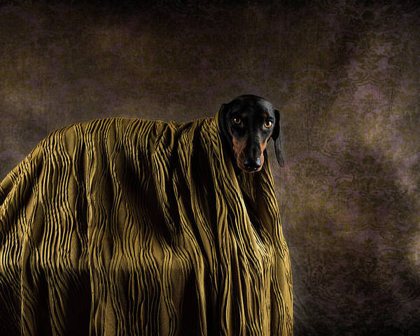 Dogs Poster featuring the photograph Little Dandy by Heike Willers