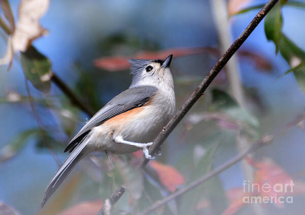 Birds Poster featuring the photograph Little Tufted Titmouse by Kathy Baccari