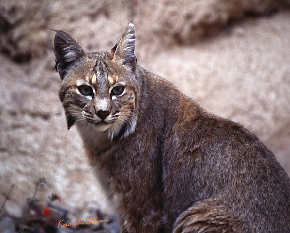 Nature Poster featuring the photograph Lynx Portait 1 by Kae Cheatham