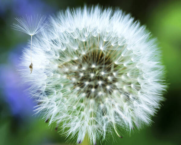 Blowball Poster featuring the photograph Make a Wish by Christi Kraft