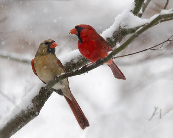 Birds Poster featuring the photograph Male and Female Cardinal by Ann Bridges