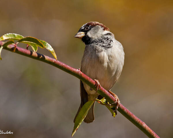Animal Poster featuring the photograph Male House Sparrow by Jeff Goulden