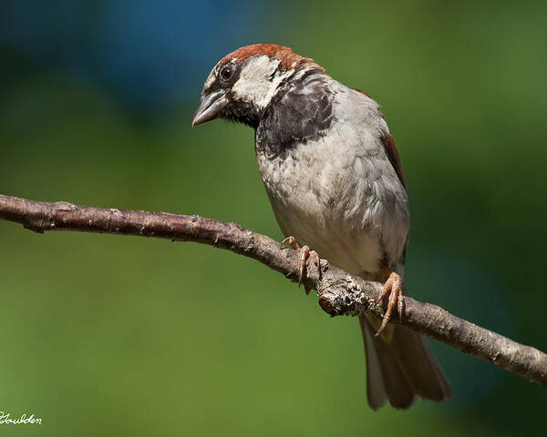 Animal Poster featuring the photograph Male House Sparrow Perched in a Tree by Jeff Goulden