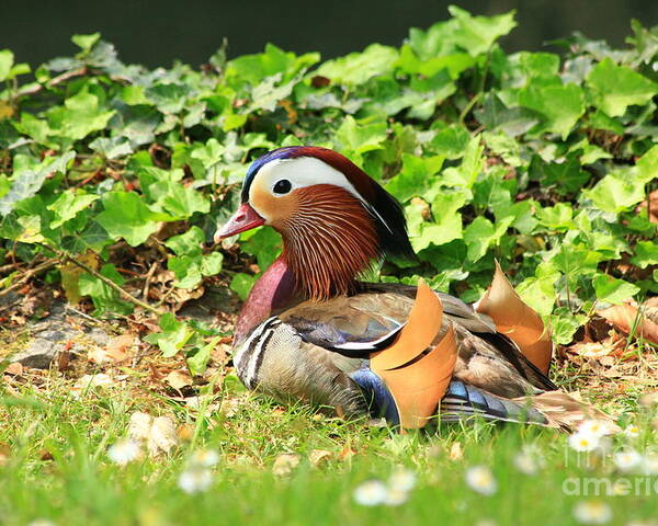 Animal Poster featuring the photograph Mandarin Duck in the grass by Amanda Mohler