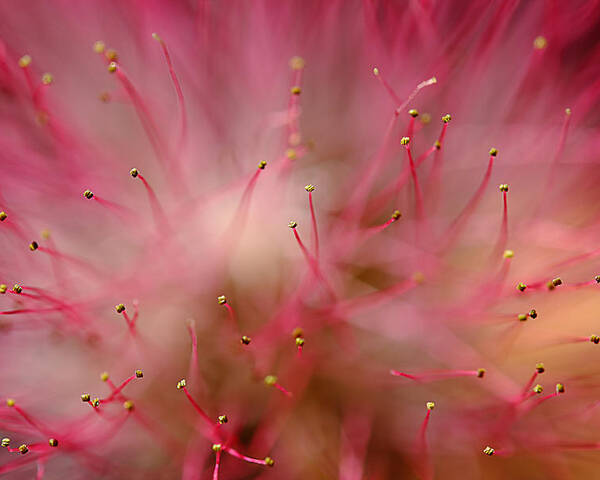 Mimosa Poster featuring the photograph Mimosa Fireworks by Michael Eingle