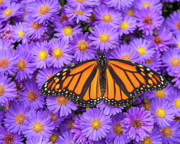 Monarch Butterfly On Aster Flowers Poster by Jeff Lepore