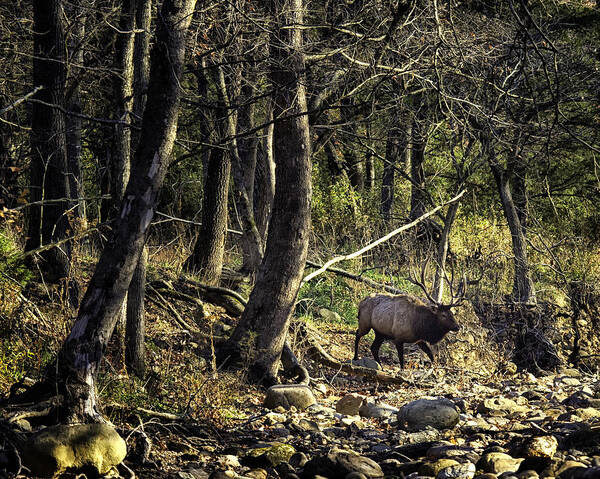 Bull Elk Poster featuring the photograph Monarch Crossing the Buffalo by Michael Dougherty
