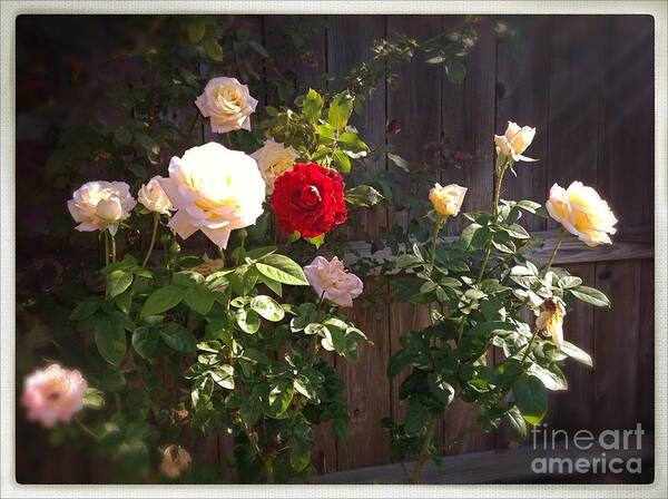 Roses Poster featuring the photograph Morning Glory by Vonda Lawson-Rosa