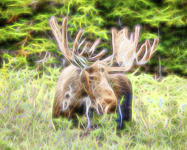 North America Moose Poster featuring the photograph Moose Glow by James BO Insogna
