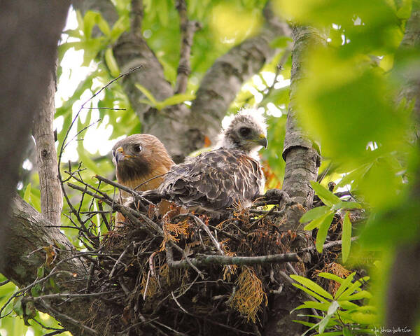 Red Shouldered Hawk Poster featuring the photograph Mother and Baby Red Shouldered Hawk by Jai Johnson