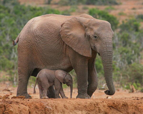 Elephant Poster featuring the photograph Mother and Calf by Bruce J Robinson