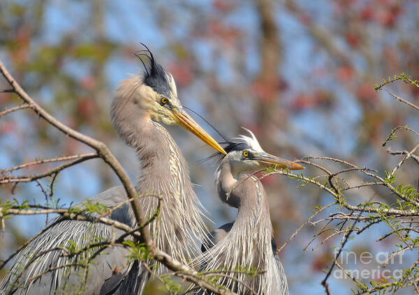 Heron Poster featuring the photograph Mr. And Mrs. by Kathy Baccari