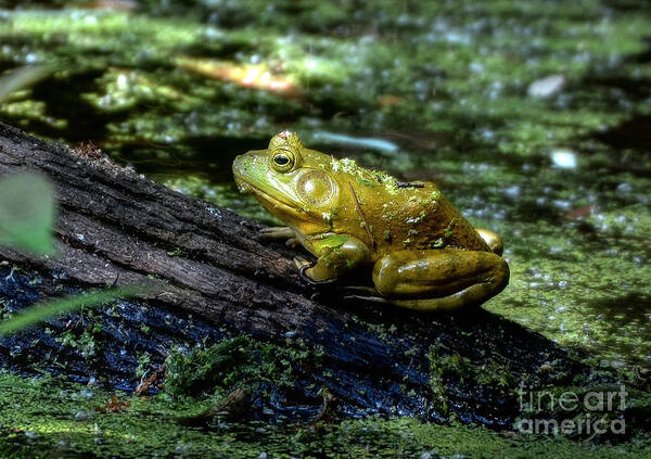 Frog Poster featuring the photograph My Handsome Prince by Kathy Baccari