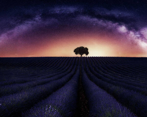 Lavander Poster featuring the photograph My Lavander by Jorge Ruiz Dueso