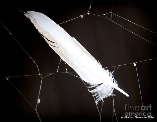 Feather Poster featuring the photograph Natural Dream Catcher by Rabiah Seminole