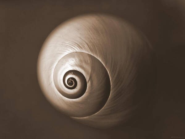 Sea Poster featuring the photograph Nautilus in Sepia by Deborah Smith