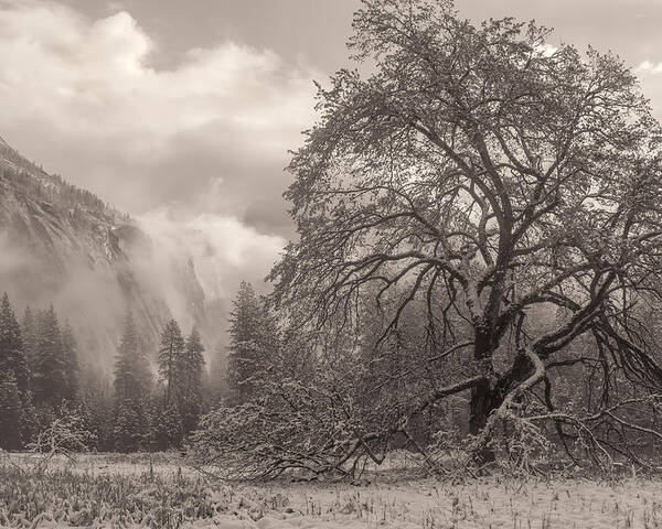 Landscape Poster featuring the photograph One Beauty Sepia by Jonathan Nguyen