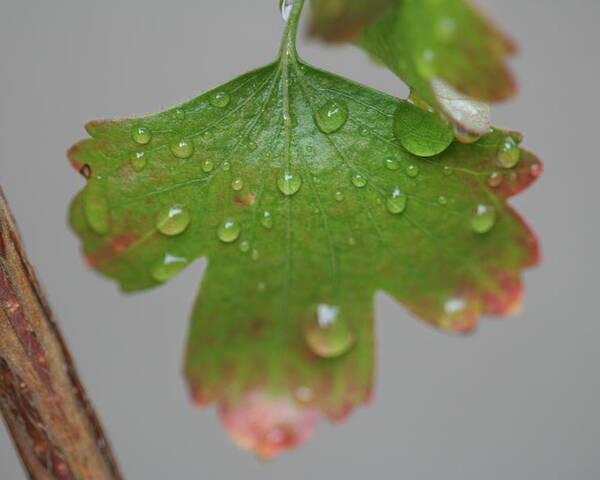 Leaf Poster featuring the photograph Rain drops on Leaf by Valerie Collins