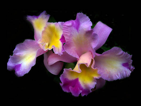 Flowers Poster featuring the photograph Orchid Embrace by Jessica Jenney