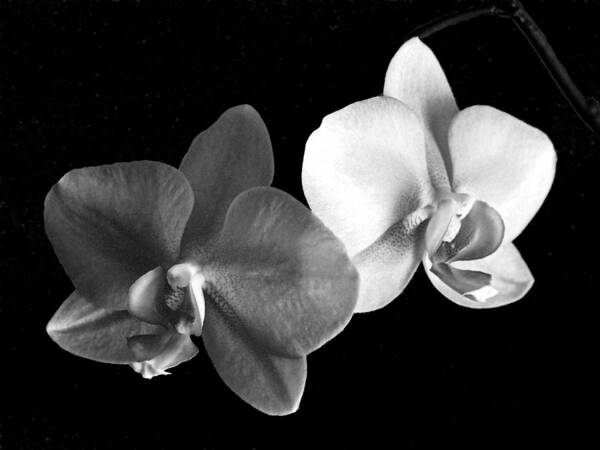 Floral Poster featuring the photograph Orchid in black and white by Steve Karol