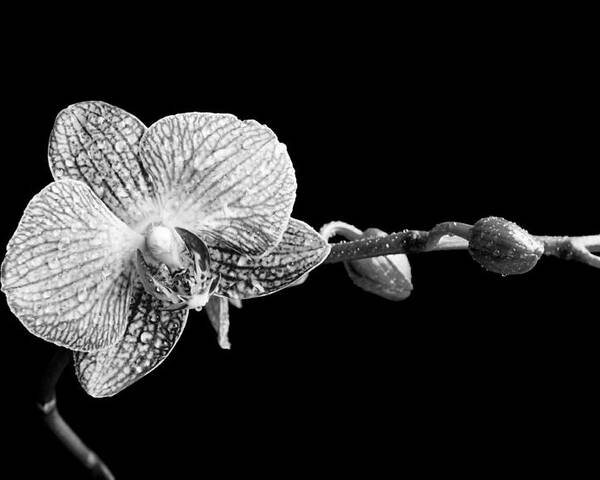 Orchid Poster featuring the photograph Orchid Phalaenopsis flower by Michalakis Ppalis