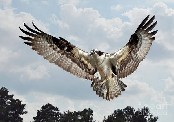 Birds Poster featuring the photograph Osprey With Fish In Talons by Kathy Baccari