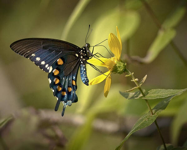 Butterfly Poster featuring the photograph Ozark Spicebush Swallowtail on Sunflower by Michael Dougherty