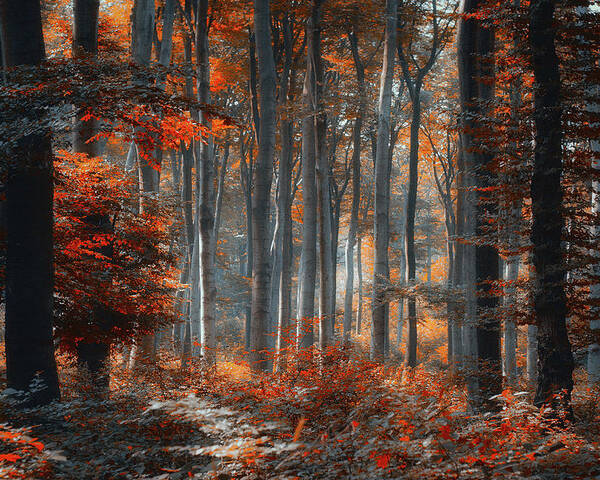 Landscape Poster featuring the photograph Painting Forest by Ildiko Neer