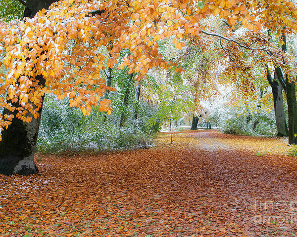 Autumn Poster featuring the photograph Path Trough The Fall by Hannes Cmarits