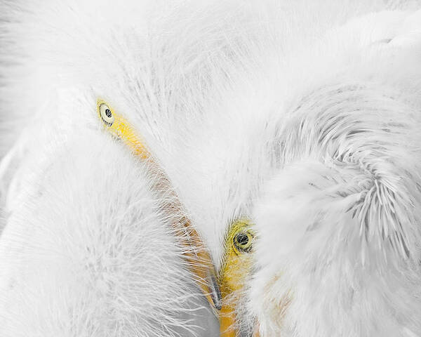 Ardea Alba Poster featuring the photograph Peering Thru Feathers by Dawn Currie