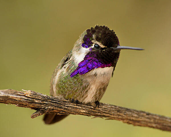 Costa's Hummingbird Poster featuring the photograph Perched and Pretty by Leda Robertson