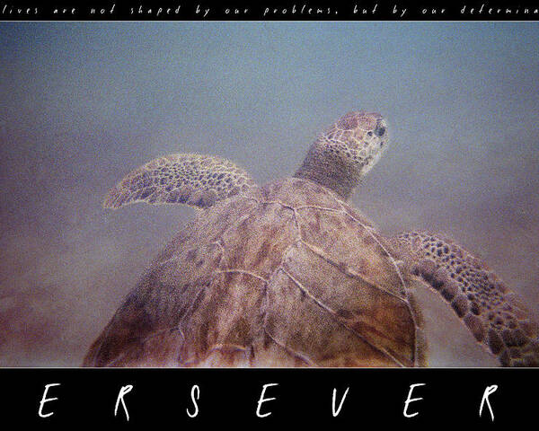 Turtle Poster featuring the photograph Persevere II by Weston Westmoreland