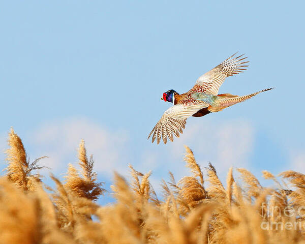Pheasant Poster featuring the photograph Pheasant Fly By by Bill Singleton