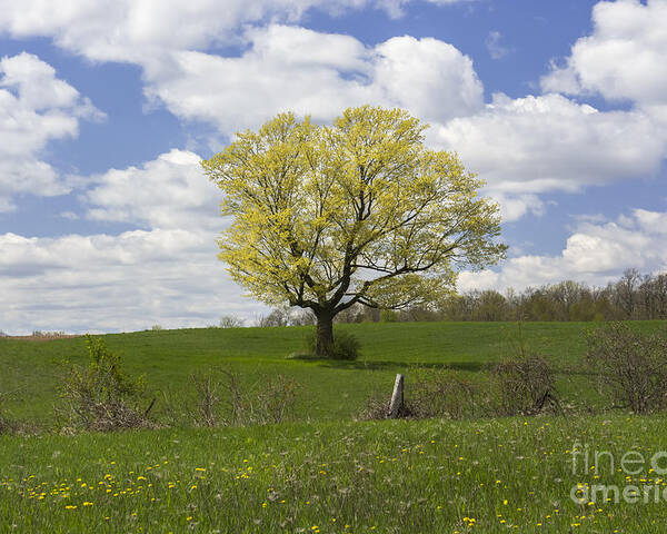 Spring Landscape Poster featuring the photograph Picnic Spot by Dan Hefle